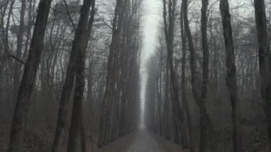 Çıplak ağaçlarla dolu uzun, gri bir sokak.