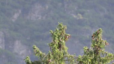 Ormandaki ağaç tepesi