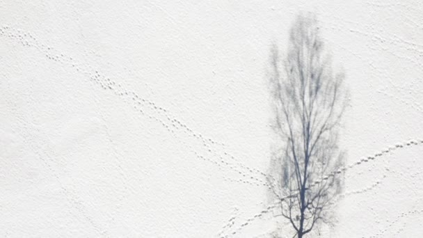 Birch Tree Shadow Covered Snowy Field Bird Eye View — Stock Video