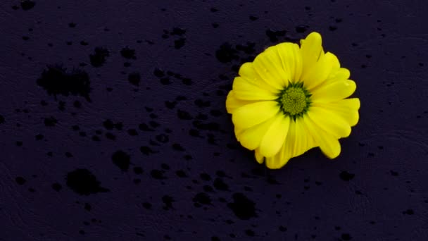Sárga Virág Egy Fekete Felületen Közelkép — Stock videók