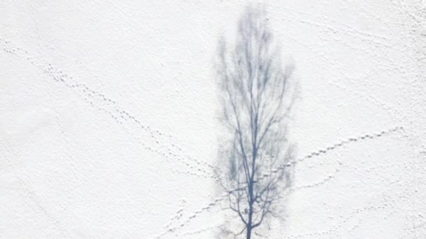 屋根付きの雪原に白樺の木の影 鳥の眼 — ストック動画