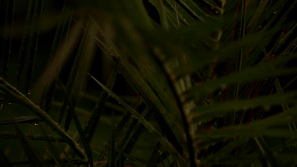 暗い時に葉を持つヤシの木 — ストック動画