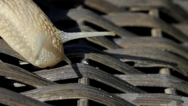 Primer Plano Caracol Viñedo Verano — Vídeos de Stock