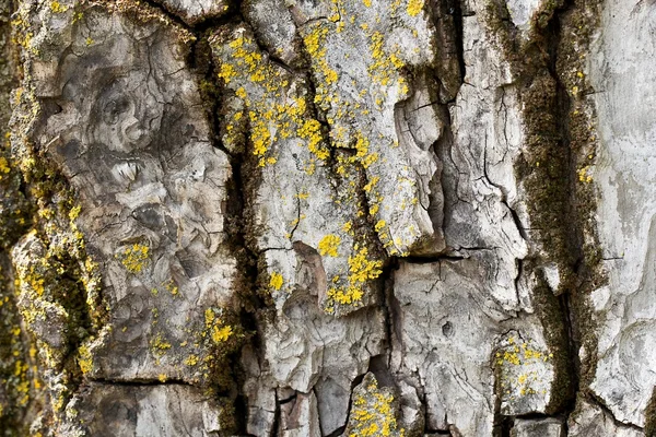 Pnia drzewa objęte moos — Zdjęcie stockowe