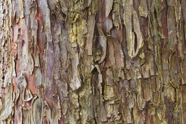 Starego pnia drzewa — Zdjęcie stockowe