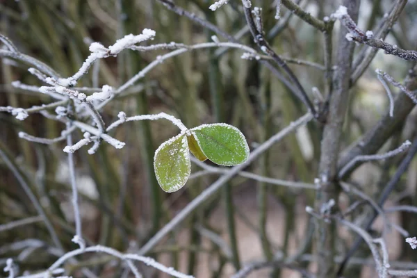 Parco invernale al mattino — Foto Stock