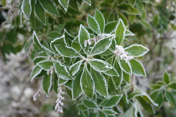 Parco invernale al mattino — Foto Stock