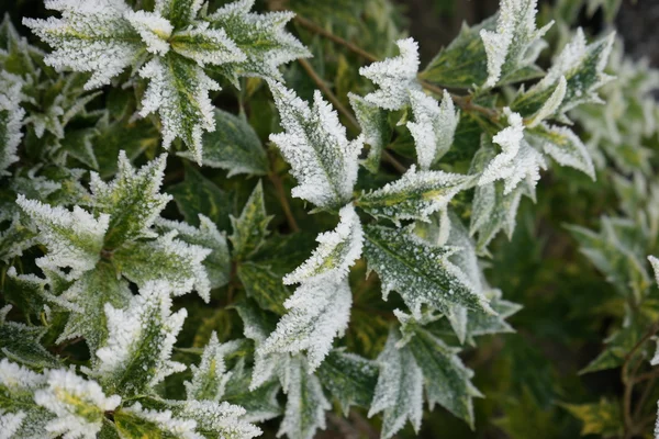 Parque de inverno de manhã — Fotografia de Stock