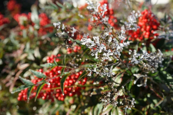 Bacche rosse coperte di neve — Foto Stock