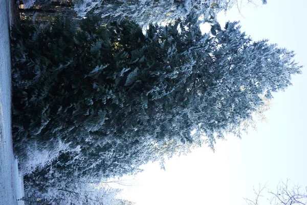 이른 아침에에서 겨울 공원 — 스톡 사진