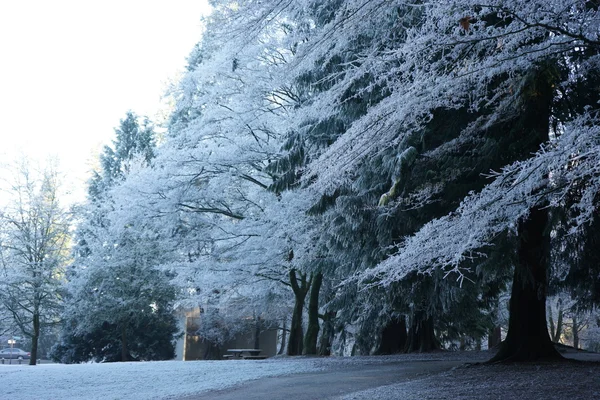 Winterpark am frühen Morgen — Stockfoto