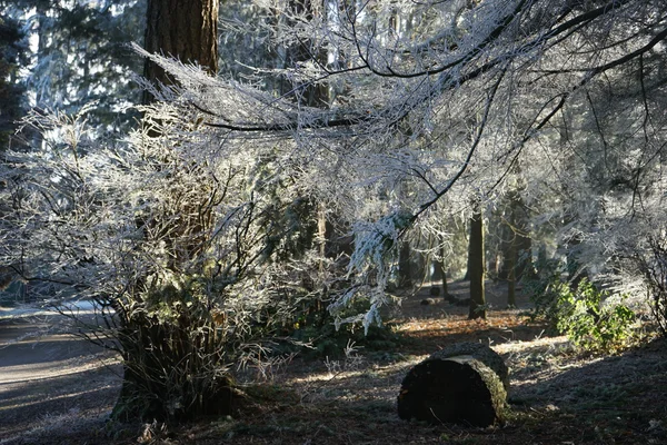 Parc d'hiver tôt le matin — Photo