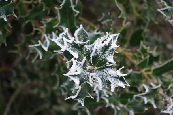 Alberi invernali coperti di neve — Foto Stock