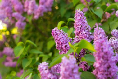 Leylak çiçeği çalı