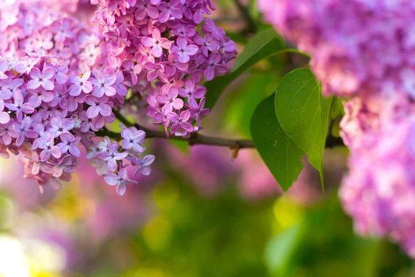 Leylak çiçeği çalı