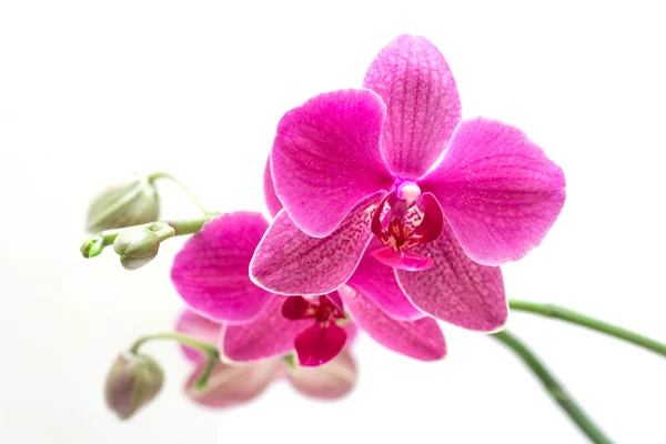 Orchidée — Photo