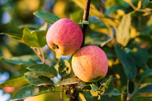 Manzanas en una rama —  Fotos de Stock