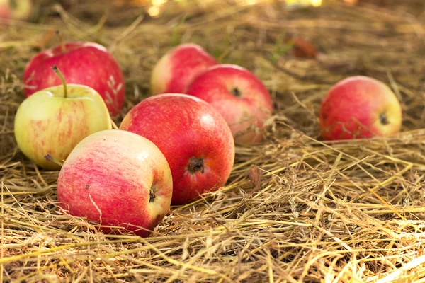 Спелые яблоки — стоковое фото