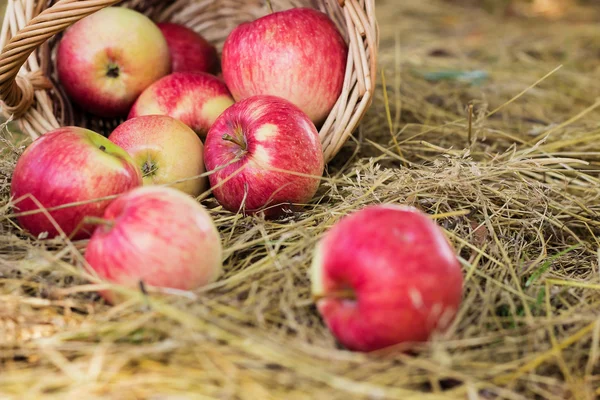 Pommes mûres — Photo