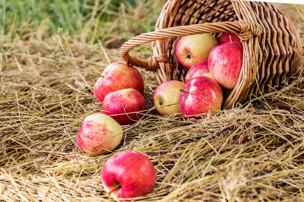 Cesta con manzanas maduras —  Fotos de Stock