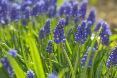 çiçekli muscari