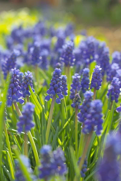 Flowering muscari — Stock Photo, Image