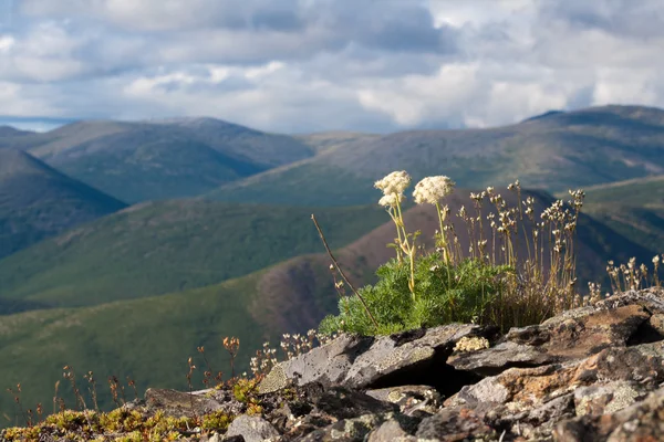 Mountain landscape in Magadan area — Stock Photo, Image