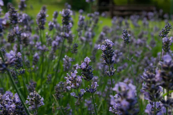 Lavender flowers banner background. Natural cosmetics ingredient plant. Floral