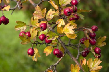 Crataegus monogyna 'nın kızıl şahini, şahin ya da tek tohumlu olarak bilinir.