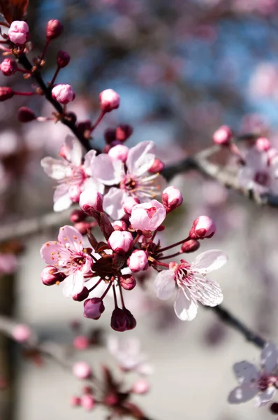 Árbol de flor de cerezo. Sakura florece. Trasfondo botánico — Foto de Stock