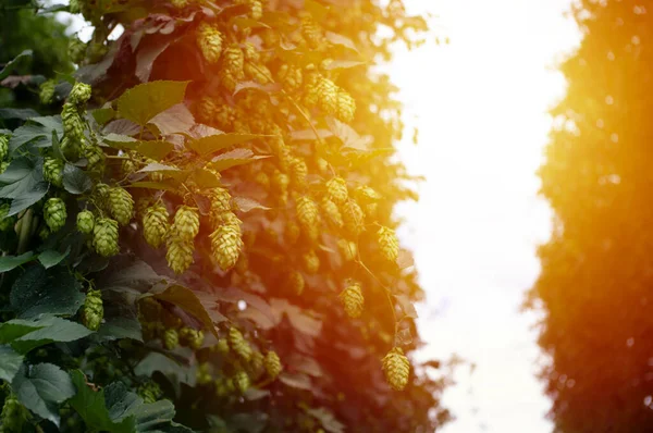 Schöne grüne Hopfenpflanze, Bierprodukt. Kopierraum — Stockfoto
