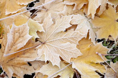 İstiflenmiş akçaağaç yaprağı, aralık, kış mevsimi duvar kağıdı tasarımı. Soğuk doğa.