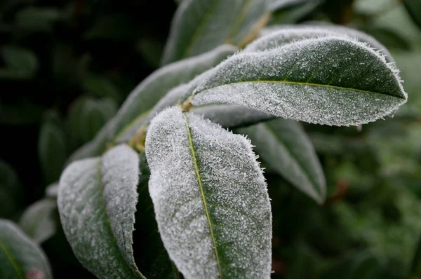 Raureif Stechpalmenblätter Weihnachten Dezember Kaltes Wetter Gefroren Eis Auf Pflanze — Stockfoto