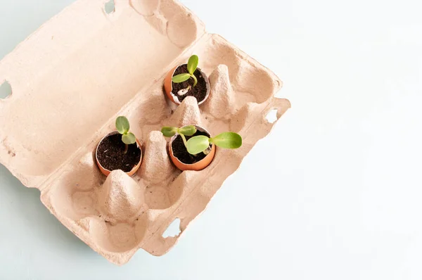 Yumurta kabuklu taze bitki filizleri. Evdeki bahçe. Sebze yetiştirmek, sıfır atık. Kapatın. Boşluğu kopyala.