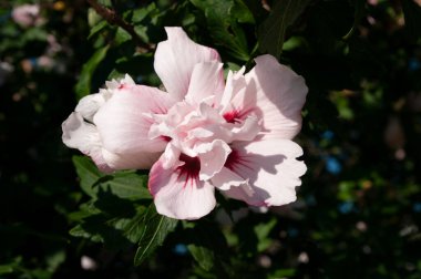 Yeşil arka planda pembe amber çiçeği, yakın plan. Pembe yapraklar. Doğanın güzelliği.