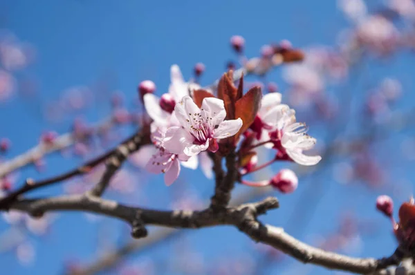 Brillante y hermosa flor de cerezo. Temporada de primavera. — Foto de Stock