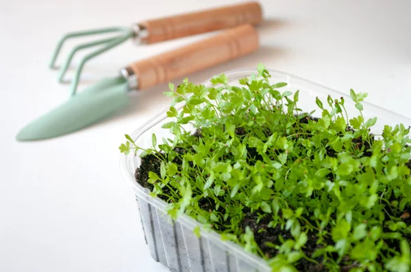 Vetési idény, tavasz, házi kerti növények és szerszámok. — Stock Fotó