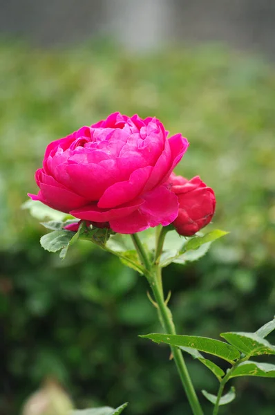 Valentijn rode roos, lente bloem. Huis tuin. — Stockfoto