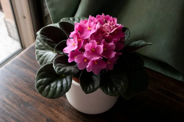 Pink African Violet Plant Auf Holztisch Fenster Hause — Stockfoto