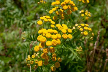 Sarı, tansi çiçekli, şifalı bitki tarlası..