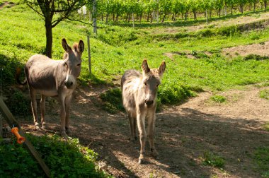 Çiftlik köyünün çevresindeki yeşil alanda duran iki eşek kameraya bakıyor. Slovenya