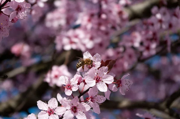 Abeja Flores Color Rosa Ciruelo Prunus Cerasifera Recolección Miel Floración — Foto de Stock