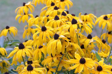 Bahçede sarı bir Rudbeckia çiçeği. Açma zamanı..