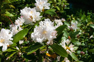 Slovenya 'daki Mozirje parkında beyaz pembemsi rhododendron çiçek açtı