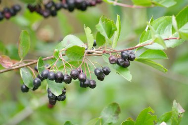 Aronia meyveleri, Aronia meyveleriyle dolu bir dal bahçede homurdanıyor..