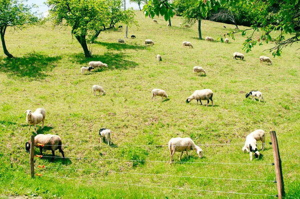 White sheep Grazing on a Green Hills between trees, at summer time. — Photo