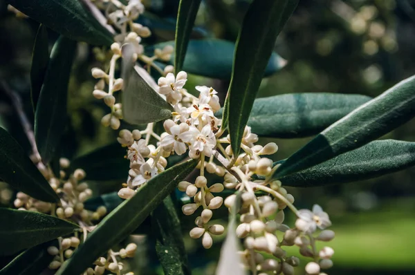 Olivenbaum zur Blütezeit. Botanischer Hintergrund. Sommer in Slowenien. — Stockfoto