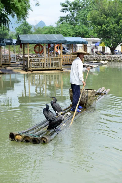 Homem chinês pesca com corvos-marinhos pássaros — Fotografia de Stock