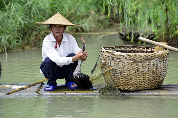 Homem chinês pesca com corvos-marinhos pássaros — Fotografia de Stock