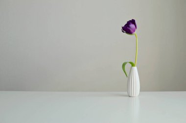 Beyaz arka planda vazoda mor bir çiçek, kopyalama alanı. İç modelleme..